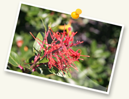 Flora Autoctona